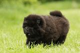 CHOW CHOW 568